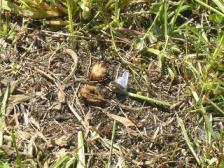 ヤマトシジミ？