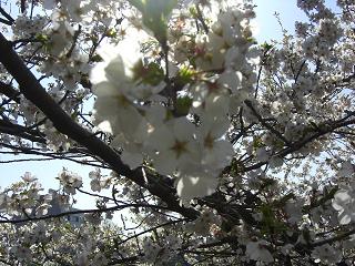 たぶんソメイヨシノ