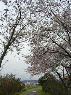 桜のプチトンネル