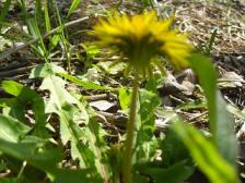 たぶんニホンタンポポ（カントウ？トウカイ？？）