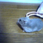 ((´д｀)) ぶるぶる・・・さむ~~