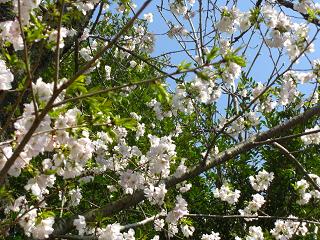 お花見おしまい