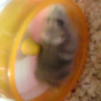 ハムちゃん走る