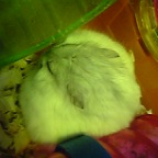 リボンちゃん(-.ゞ ネムネム