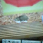 ＤＳたいしょうくん