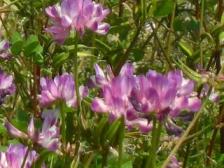 レンゲ、アップ！