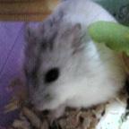 リボンちゃんの食べ姿・１