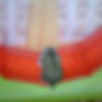 たいしょうくんと回し車