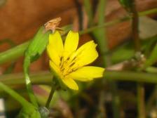 コオニタビラコかな？