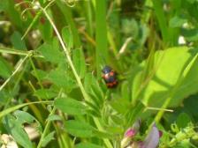 イタドリハムシ