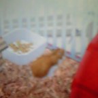 はむたろう後姿