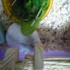 隠れるリボンちゃん