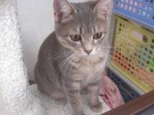 ふっくらぷぅちゃん