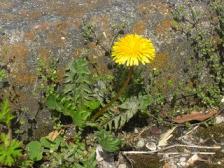 セイヨウタンポポ