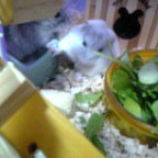 あ、ユニットバス借りてます～。