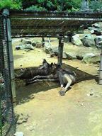 なにをカンガル～