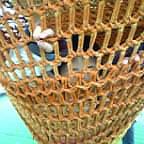 網にかかったサル