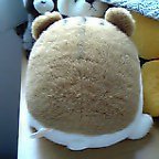 ぷ～ちゃん後ろ姿