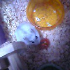 初トマト（もぐもぐ♪）