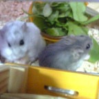 大きさ違うな～