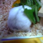 お約束のショット