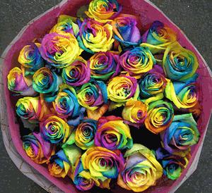 rainbowrose