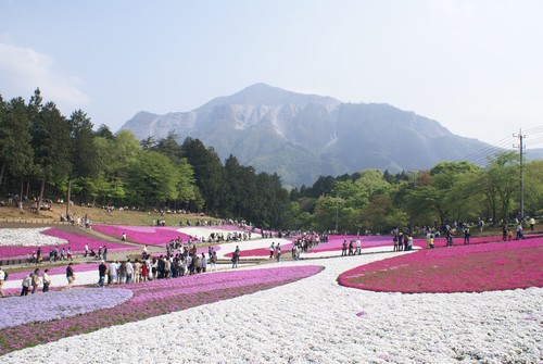 2008-04-Shibazakura-12