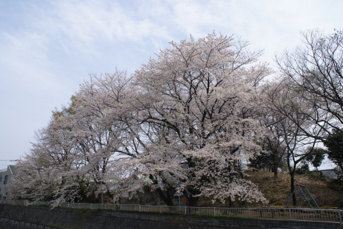 2007-sakura-0２