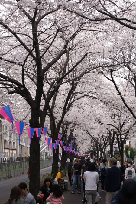 2007-sakura-04