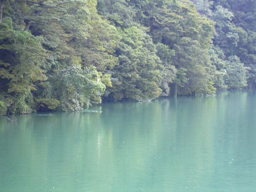 庄川（サギ・カモ）