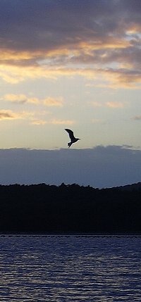 夕陽とウミネコ