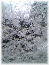 雪の華