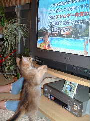 2005,5,5テレビ大好き