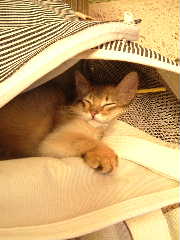 2005,5キャリーバックの中