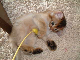 2005,4,23猫じゃらし.