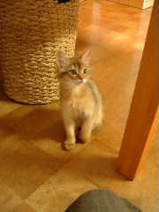 2005,5,23テーブルの下で