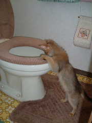 2005,5,23トイレを覗きこむ