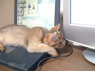 2005,5,23パソコンの上