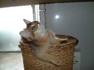 2005,5,24カゴの上