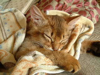 2005,5,24グッスリお昼寝