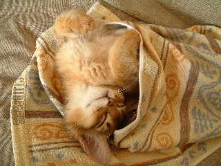 2005,5,24タオルに包まれて