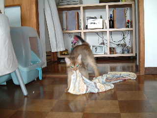 2005,5,24洗濯物大好き