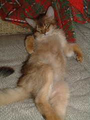 2005,5,25セクシーに寝てます