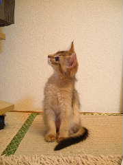 2005,5,25テレビ見てるノ