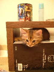 2005,5,25狭いところが好き