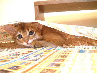 2005,5,25広告の下