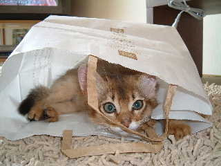 2005,5,27紙袋の中