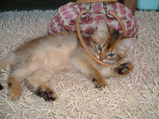 2005,5,3バッグと一緒