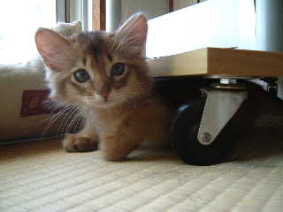 2005,5,4テレビ台の下