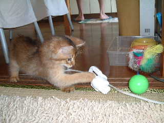 2005,5,4ねずみ克服